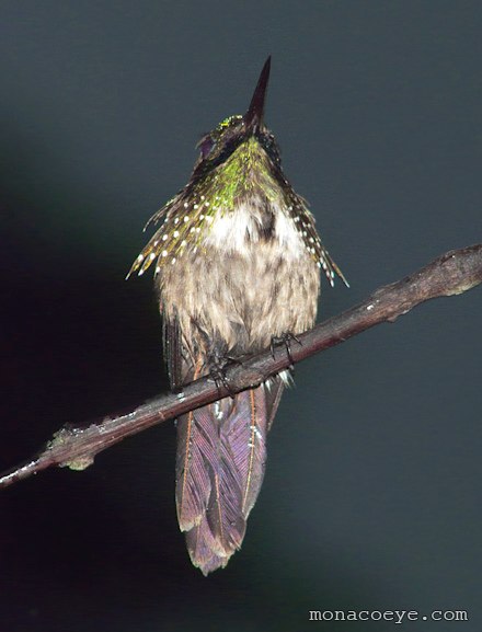 Festive Coquette - Lophornis chalybeus