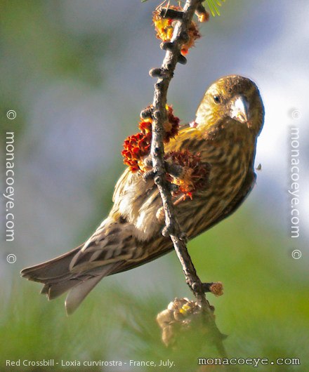 Red Crossbill - Loxia curvirostra