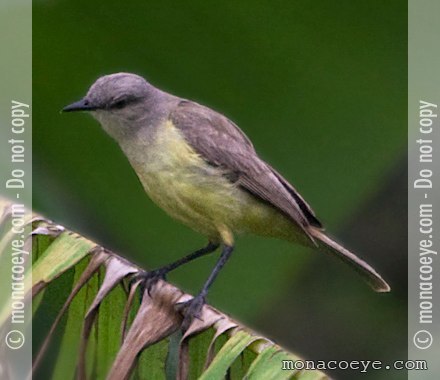 Cattle Bird