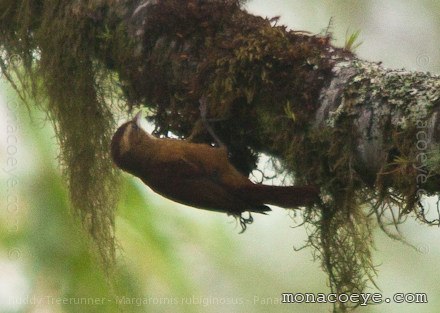 Ruddy Treerunner - Margarornis rubiginosus