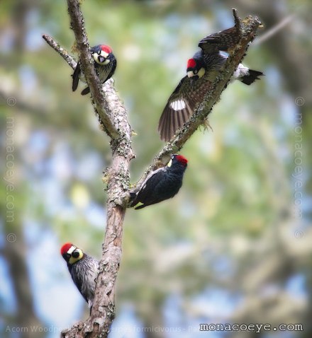 Acorn Woodpecker - Melanerpes formicivorus