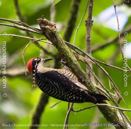 Black Cheeked Woodpecker - Melanerpes pucherani