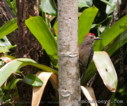 Red Crowned Woodpecker - Melanerpes rubricapillus