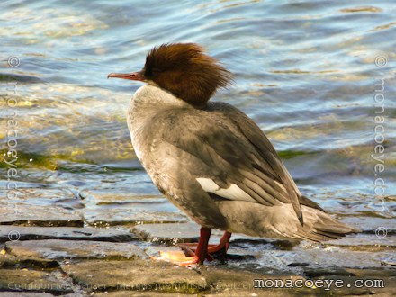 Common Merganser - Mergus merganser