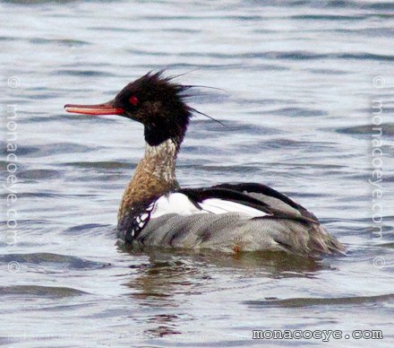 Red Breasted Merganser - Mergus serrator