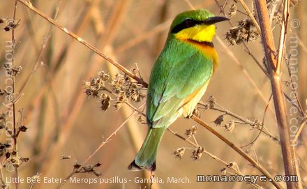 Little Bee Eater - Merops pusillus