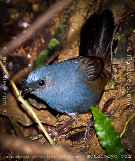 merulaxis ater - slaty bristlefront