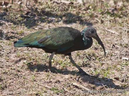 mesembrinibis cayennensis - green ibis