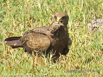 Yellow Billed Kite - Milvus aegyptius