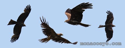 Milvus migrans - Black Kites in flight
