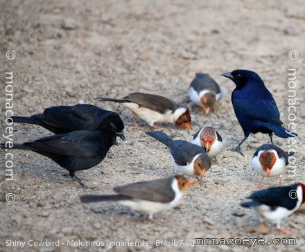 Shiny Cowbird - Molothrus bonariensis