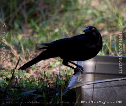 Giant Cowbird - Molothrus oryzivorus