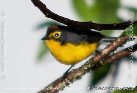 Spectacled Whitestart - Myioborus melanocephalus