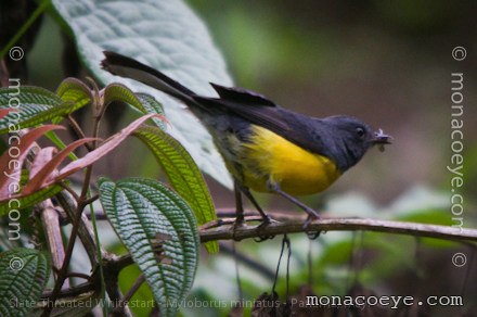 Slate Throated Whitestart - Myioborus miniatus