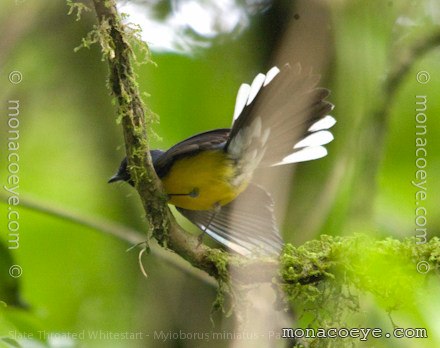 Slate Throated Whitestart - Myioborus miniatus