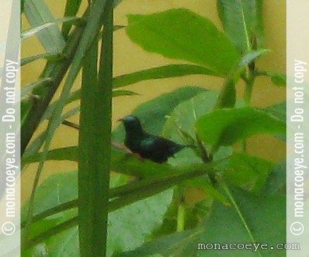Purple Banded Sunbird - Nectarinia bifasciata