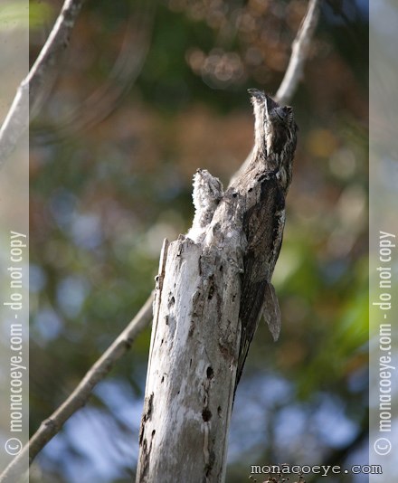 Common Potoo - Nyctibius griseus