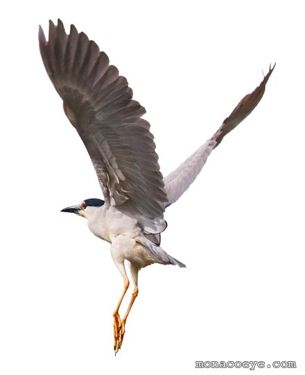 Black Crowned Night Heron - Nycticorax nycticorax - adult in flight