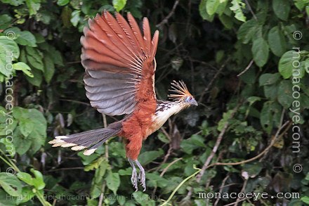 Hoatzin - Opisthocomus hoazin