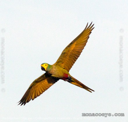 Red Bellied Macaw - Orthopsittaca manilata