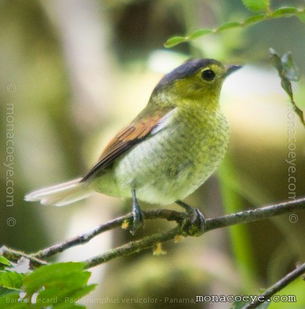 Barred Becard - Pachyramphus versicolor