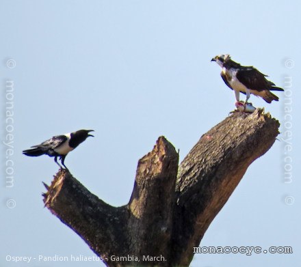 Osprey - Pandion haliaetus