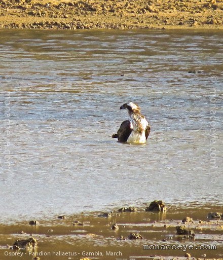 Osprey - Pandion haliaetus