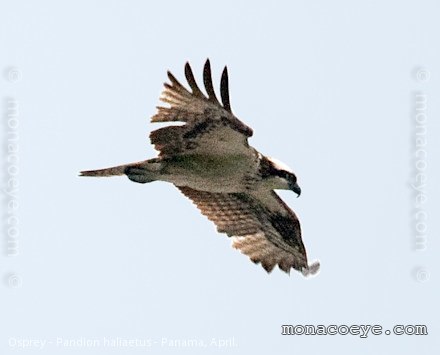 Osprey - Pandion haliaetus