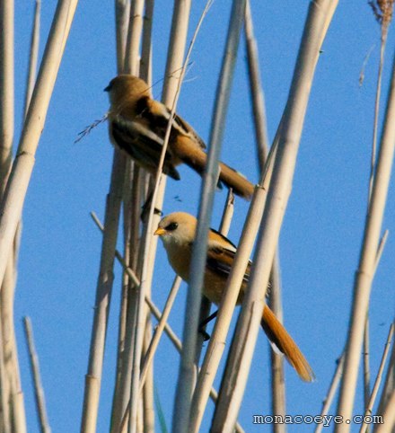 Panurus biarmicus - Bearded Reedling - female and male juveniles