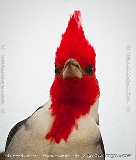 Red Crested Cardinal - Paroaria coronata