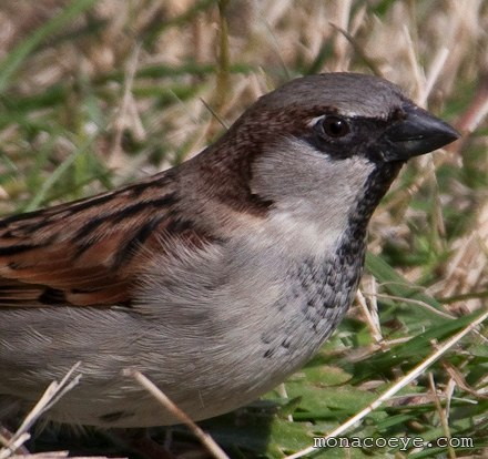 House Sparrow - Passer domesticus male detail
