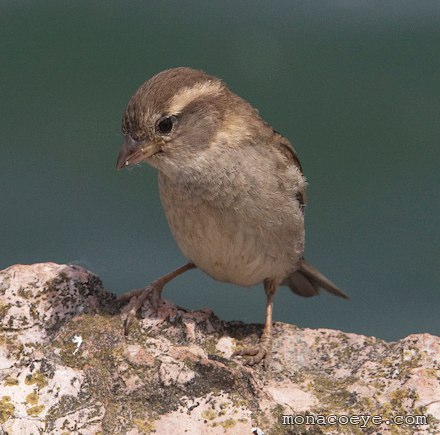 Italian Sparrow - Passer italiae