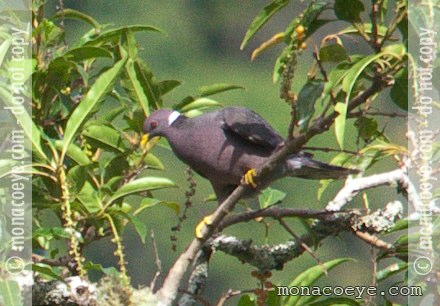 Band Tailed Pigeon - Patagioenas fasciata