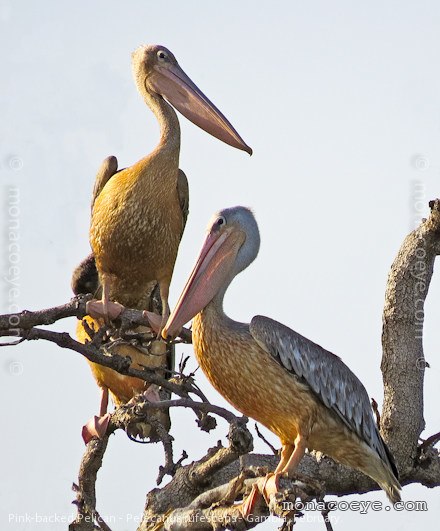 Pink Backed Pelican - Pelecanus rufescens
