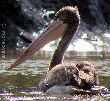 Pink Backed Pelican - Pelecanus rufescens