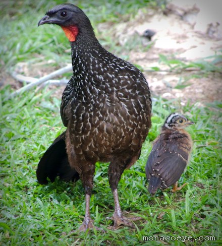 Dusky Legged Guan - Penelope obscura - with chick