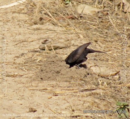 White-fronted Black Chat - Pentholaea albifrons