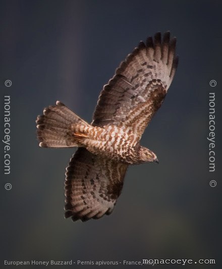 European Honey Buzzard - Pernis apivorus