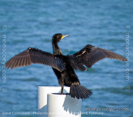 Great Cormorant - Phalacrocorax carbo