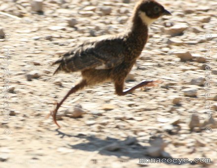 Common Pheasant - Phasianus colchicus