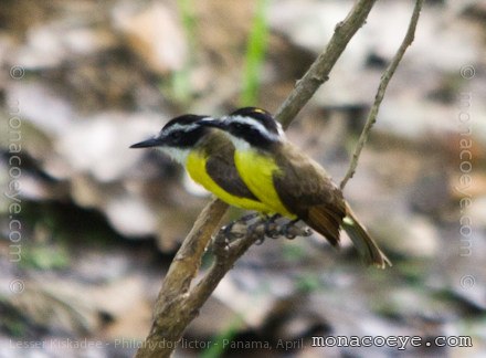 Lesser Kiskadee - Philohydor lictor