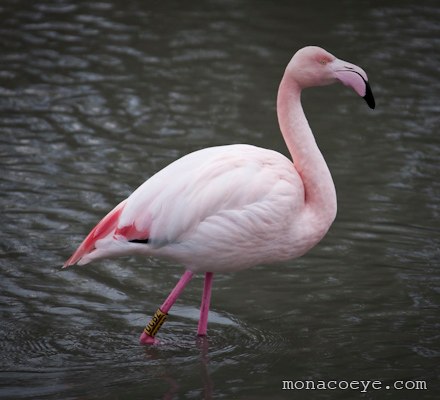 Greater Flamingo - Phoenicopterus roseus in the Camargue