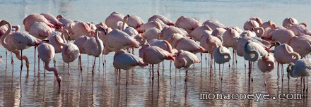 Greater Flamingo - Phoenicopterus roseus - group sleeping