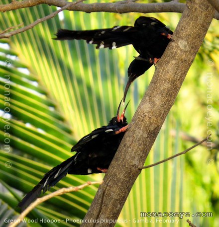 Green Wood Hoopoe - Phoeniculus purpureus