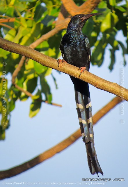 Green Wood Hoopoe - Phoeniculus purpureus