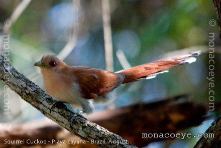 http://monacoeye.com/birds/index_files/piaya_cayana_squirrel_cuckoo_01.jpg