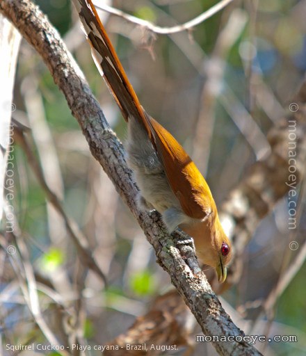 Squirrel Cuckoo - Piaya cayana