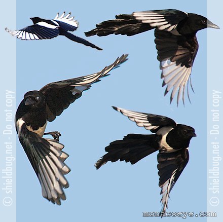 Common Magpie - Pica pica