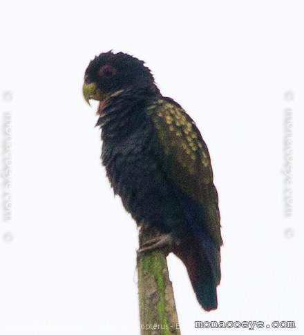 Bronze winged Parrot - Pionus chalcopterus