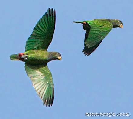 Scaly Headed Parrot - Pionus maximiliani
